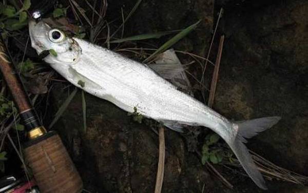 嫩玉米钓翘嘴鱼绝杀钓法及技巧