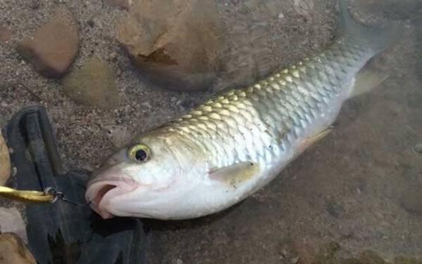 军鱼最佳作钓时间是什么时候?