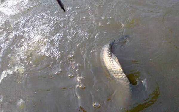 军鱼最佳作钓时间是什么时候?