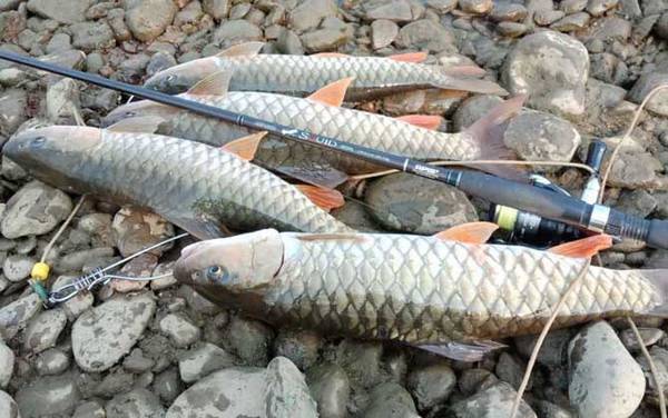 军鱼最佳作钓时间是什么时候?