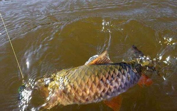 路亚怎么钓军鱼上鱼快?