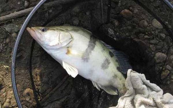 ������ķ����ͼ���