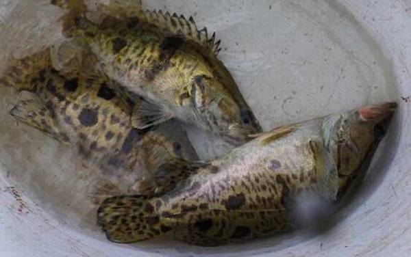 ������ķ����ͼ���