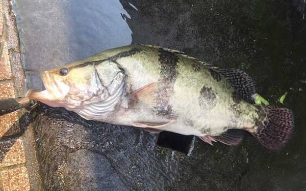 一天中钓鳜鱼最佳时间是什么时候?