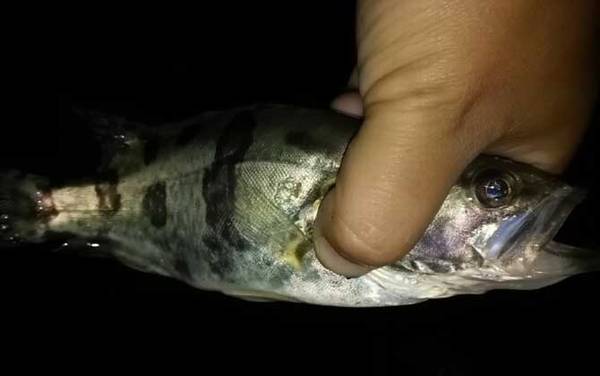 一天中钓鳜鱼最佳时间是什么时候?