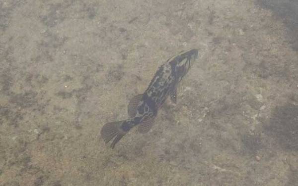 桂鱼是钓底还是钓浮?