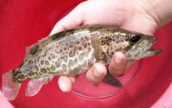 桂鱼是钓底还是钓浮?