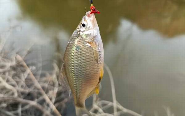 钓鳑鲏鱼最快的钓法及技巧