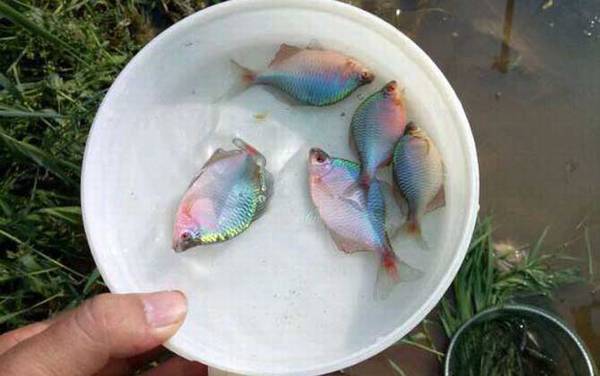 钓鳑鲏鱼最快的钓法及技巧