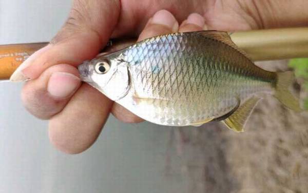 鳑鲏鱼钓底还是钓浮?