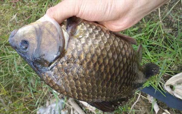 手竿传统钓鱼技巧及注意事项