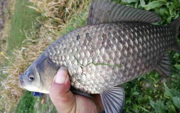 春季传统钓鲫鱼技巧及注意事项