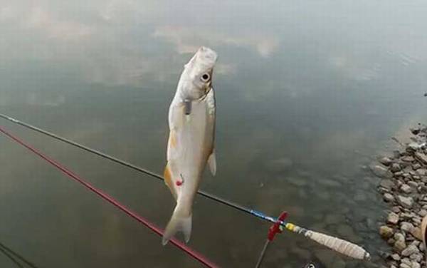 台钓线组搭配有哪些技巧?