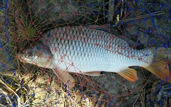 野钓怎么调漂最实用?