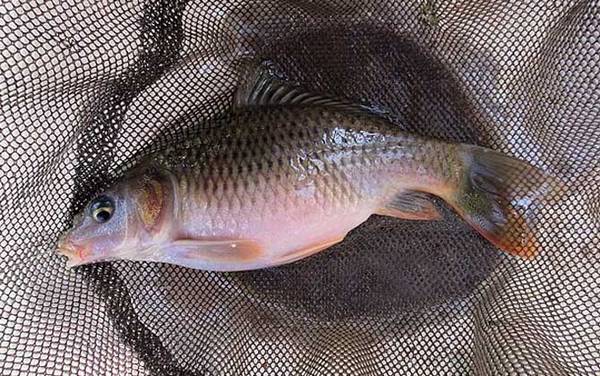 筏钓鲤鱼技巧及找底方法