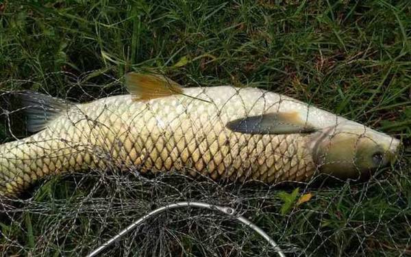 谷麦钓法逗钓教学及注意事项