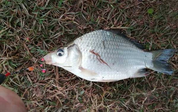 怎样用谷麦钓法钓鱼?