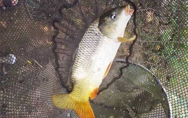 谷麦钓法如何找窝最好钓?