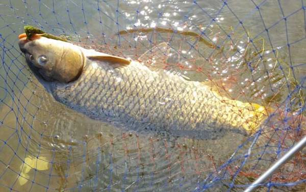 谷麦钓打窝多久开始钓?