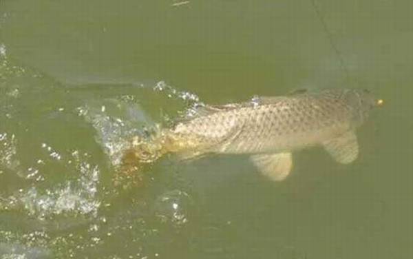 谷麦钓打窝多久开始钓?