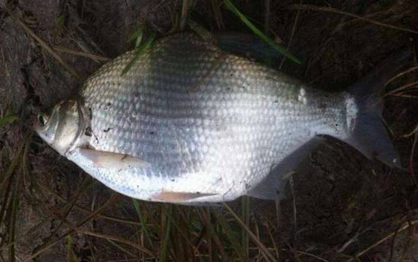 谷麦怎么用七星漂夜钓?