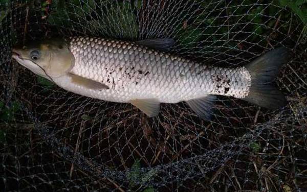 谷麦怎么用七星漂夜钓?