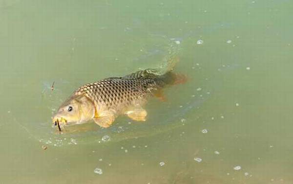 鱼塘钓鱼技巧和口诀