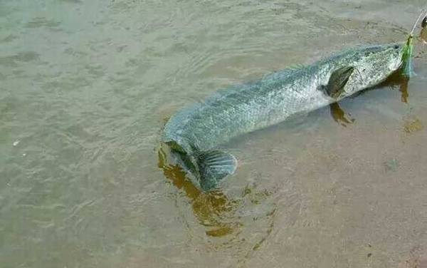 手竿钓黑鱼是钓底还是钓浮?