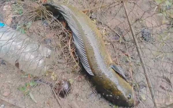 七星鱼怎么钓才容易上钩?