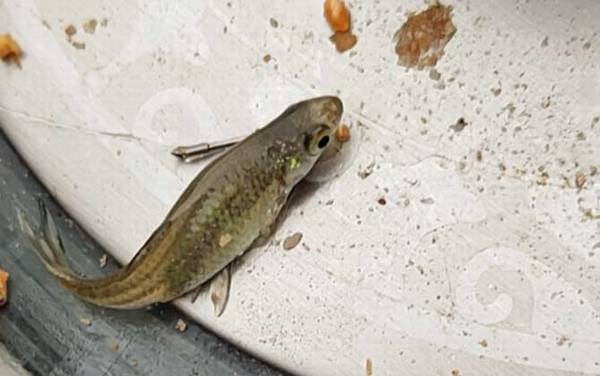 钓鱼麦穗鱼太多怎么办?