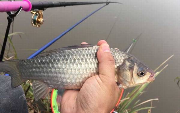 钓鱼时间什么时候最好?