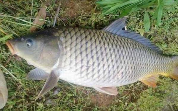 初夏钓鱼实用技巧大全