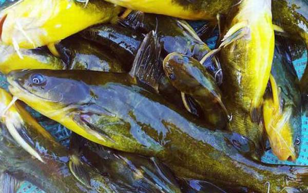 串钩怎样钓黄骨鱼比较快?