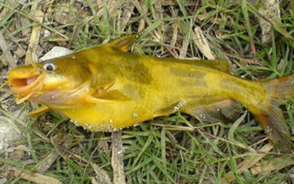 串钩怎样钓黄骨鱼比较快?