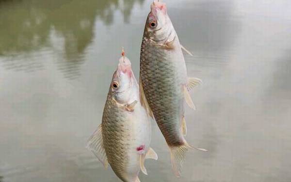 怎样钓鲮鱼上鱼快?