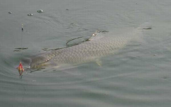 春季钓青鱼的最佳方法