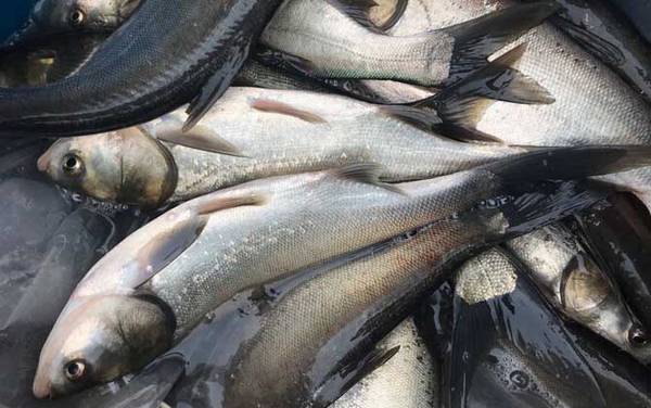 钓鲢鱼的技巧是什么方法?