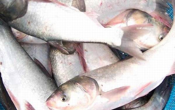 鲢鱼的钓法及注意事项