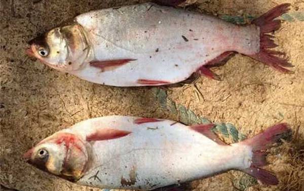 怎样才能钓到鲢鱼?