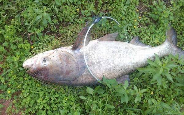 钓鲢鳙鱼一天什么时候最好?