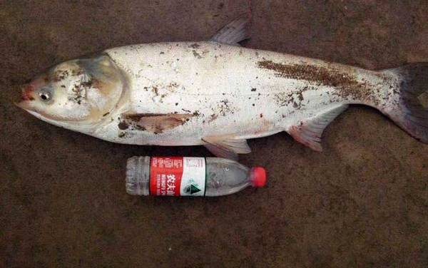 手竿怎么钓鲢鳙鱼?