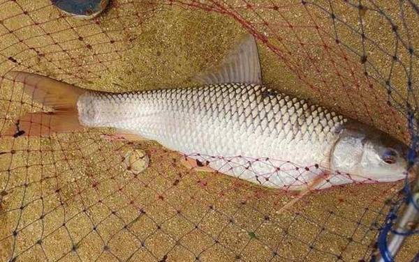 鲮鱼什么季节最好钓?