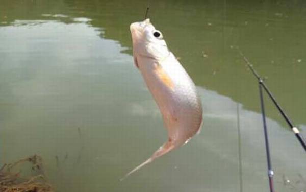 鲮鱼钓深水还是钓浅水?