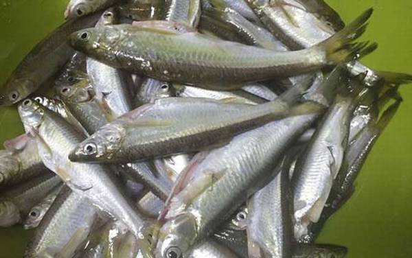 钓白条鱼的技巧和方法