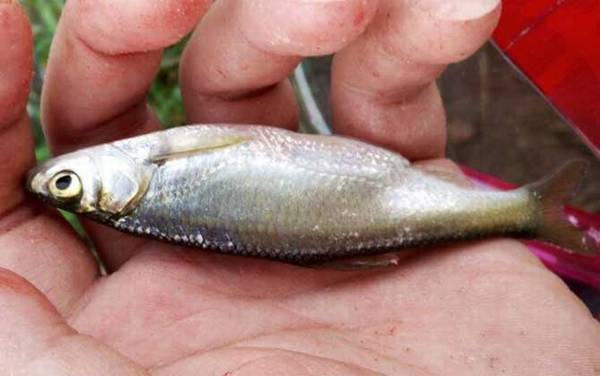 钓白条鱼如何打窝聚鱼?