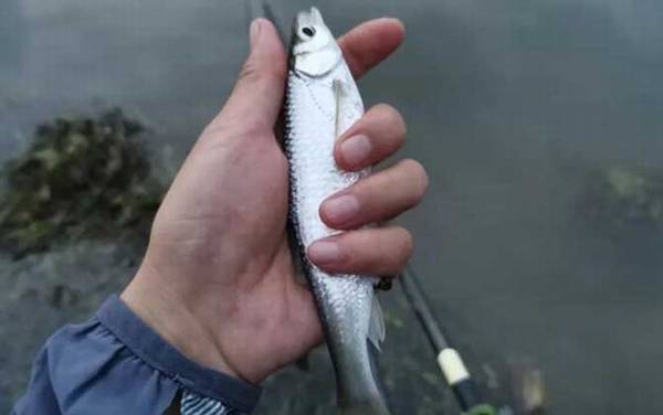 野钓白条鱼调漂技巧及注意事项