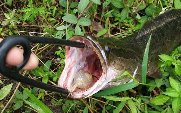 如何钓黑鱼最有效?