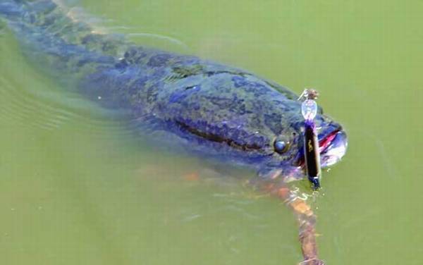 路亚黑鱼技巧及注意事项