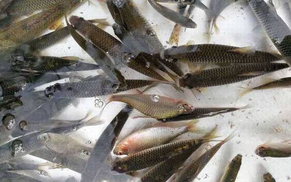 麦穗鱼钓底还是钓半水?