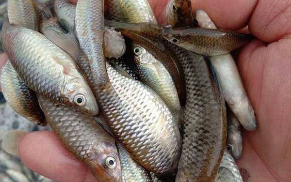 钓麦穗鱼绝招及注意事项